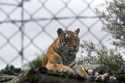 Die Vorschule Funimfundo besucht das Reservat Panthera Africa