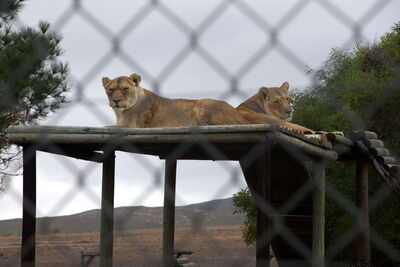 Die Vorschule Funimfundo besucht das Reservat Panthera Africa